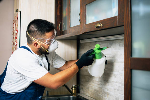 Best Local Pest Control Services  in Wilder, KY