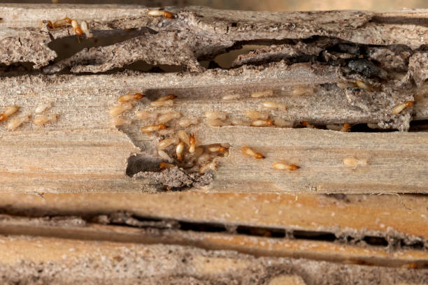 Best Pest Removal Services  in Wilder, KY
