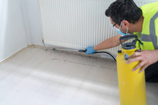 Best Affordable Pest Control Services  in Wilder, KY