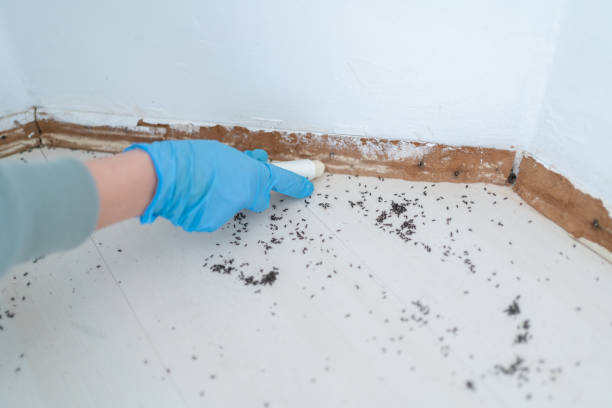 Reliable Wilder, KY Pest Control Solutions