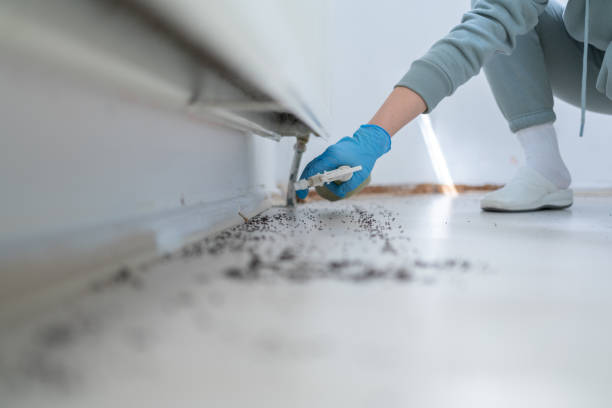 Best Affordable Pest Control Services  in Wilder, KY